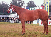 cb_caloosa_charm