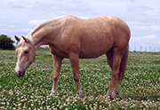 cb_lm_sugar_sparky_pa240048