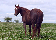 cb_lm_viborita_spark_pa240040