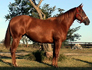 cb_madres_wardance_pine_2f